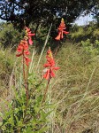 Erythrina humeana