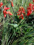 Erythrina humeana