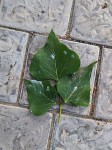 Erythrina caffra