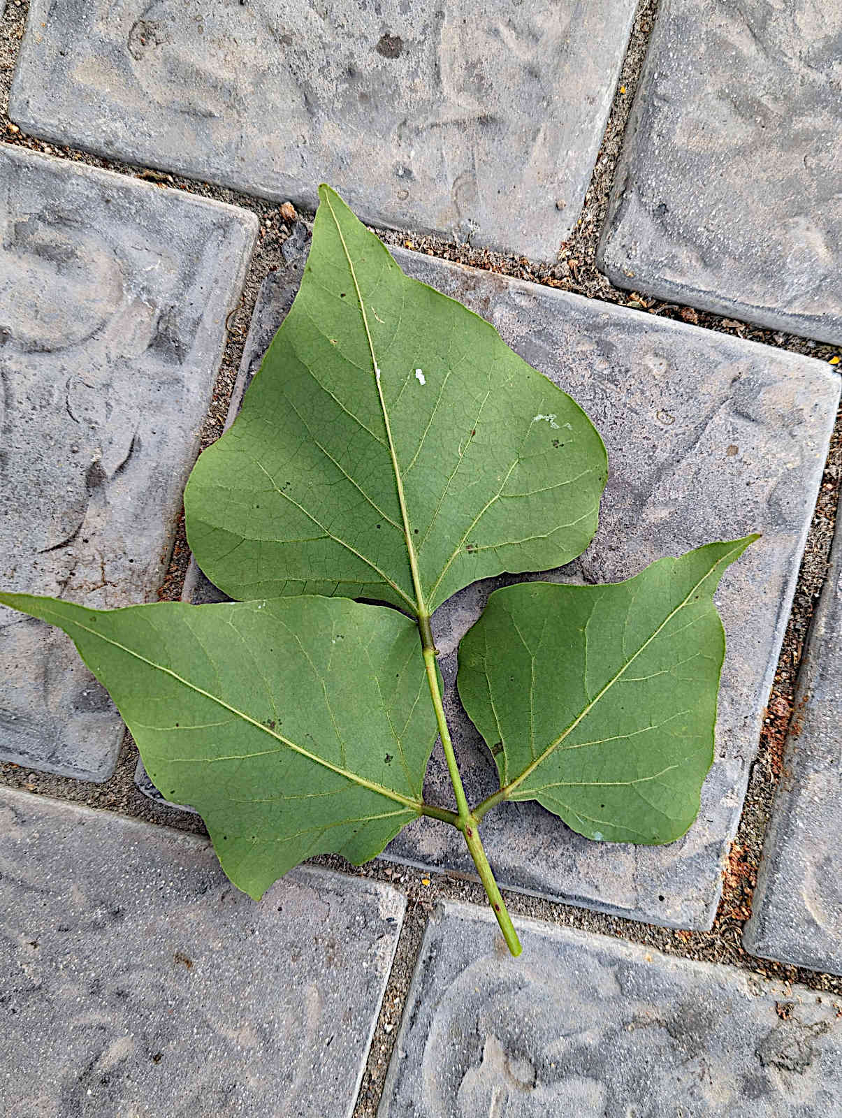 Erythrina caffra
