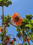 Erythrina caffra