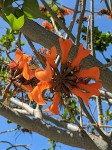 Erythrina caffra