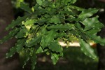 Vepris lanceolata