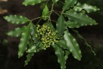 Vepris lanceolata