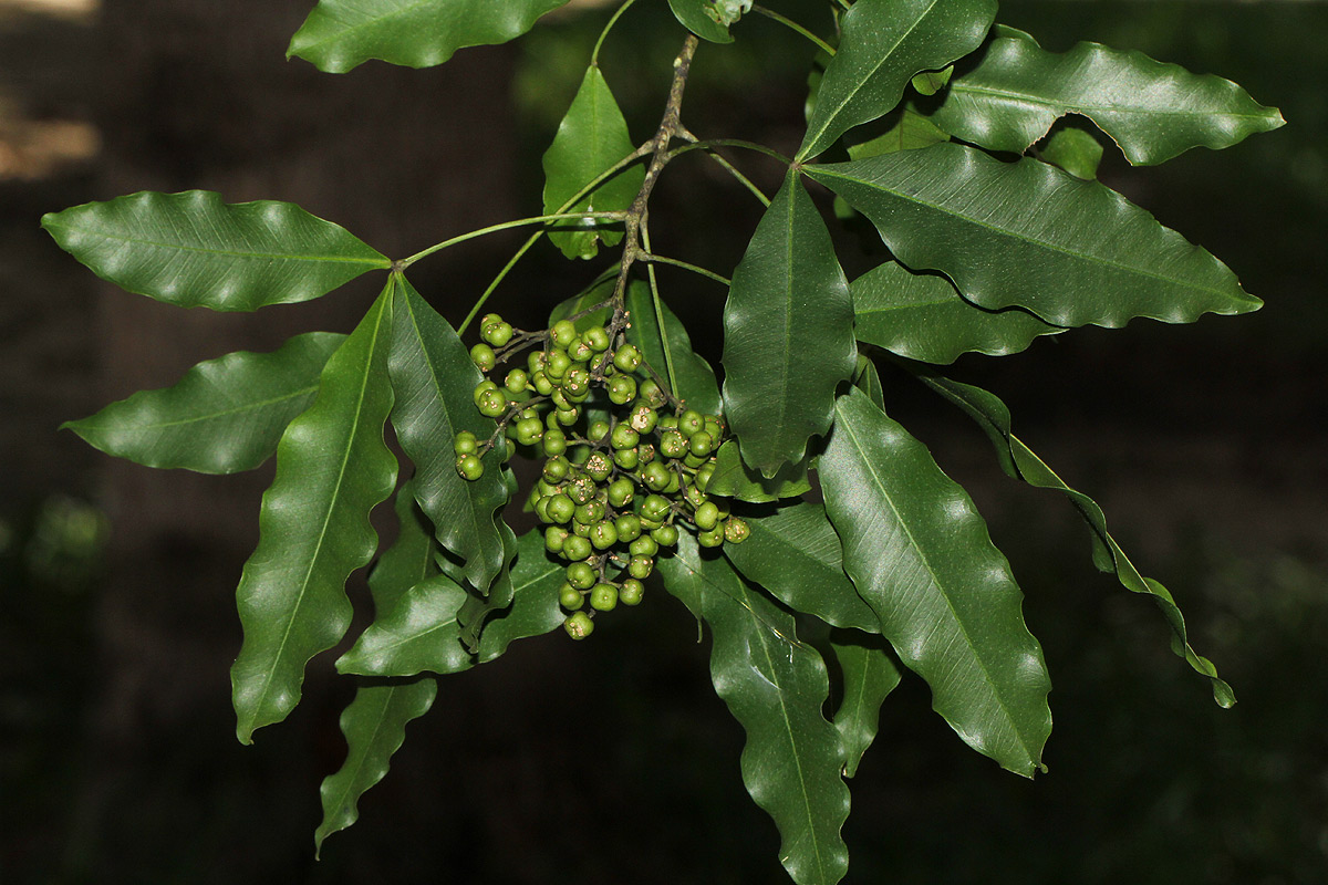 Vepris lanceolata