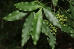 Vepris lanceolata
