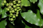 Vepris lanceolata