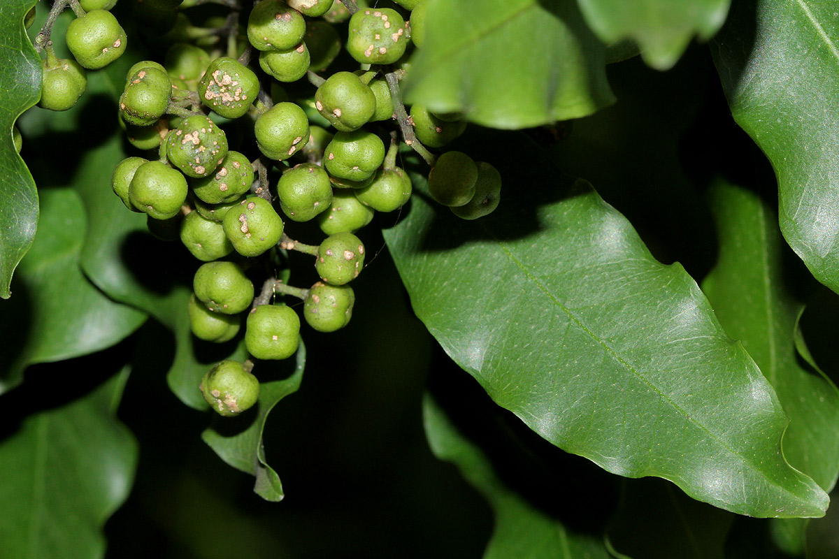 Vepris lanceolata