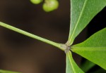 Vepris lanceolata