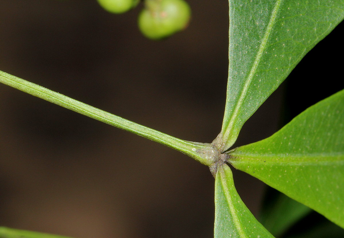 Vepris lanceolata