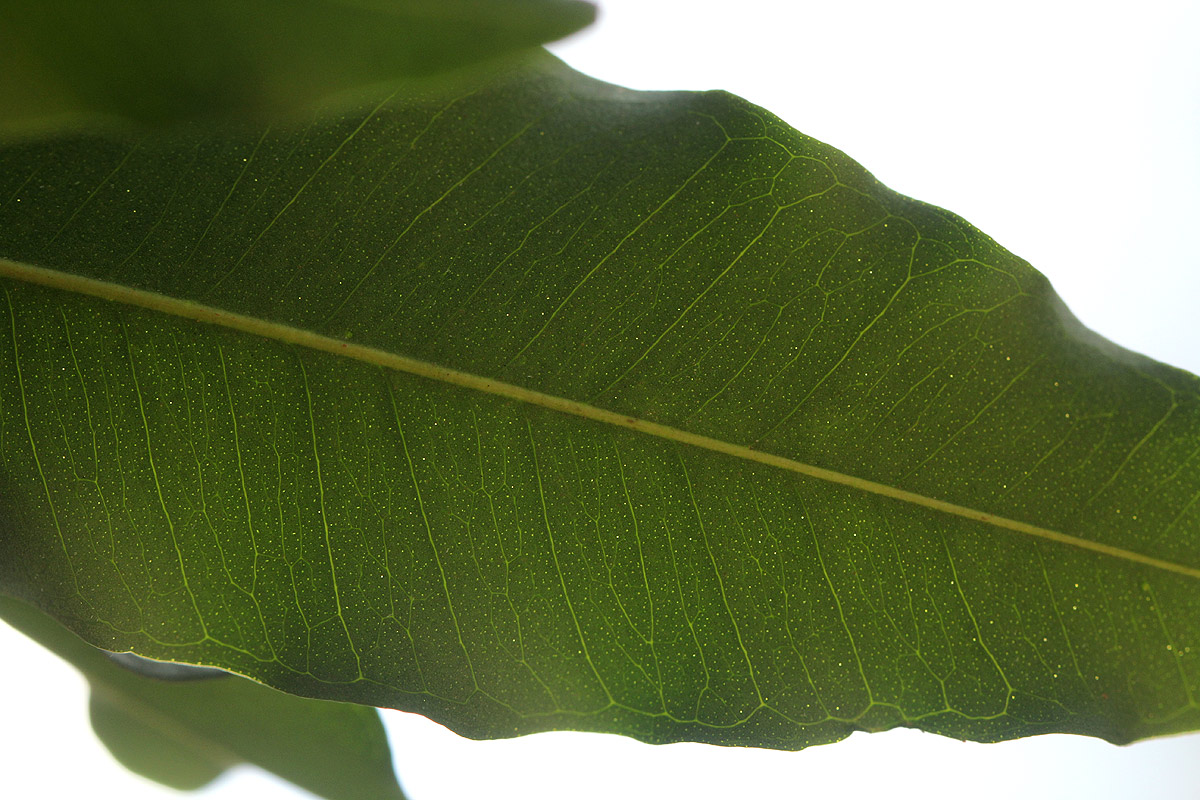 Vepris lanceolata