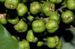 Vepris lanceolata