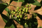 Vepris lanceolata