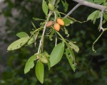 Vepris carringtoniana