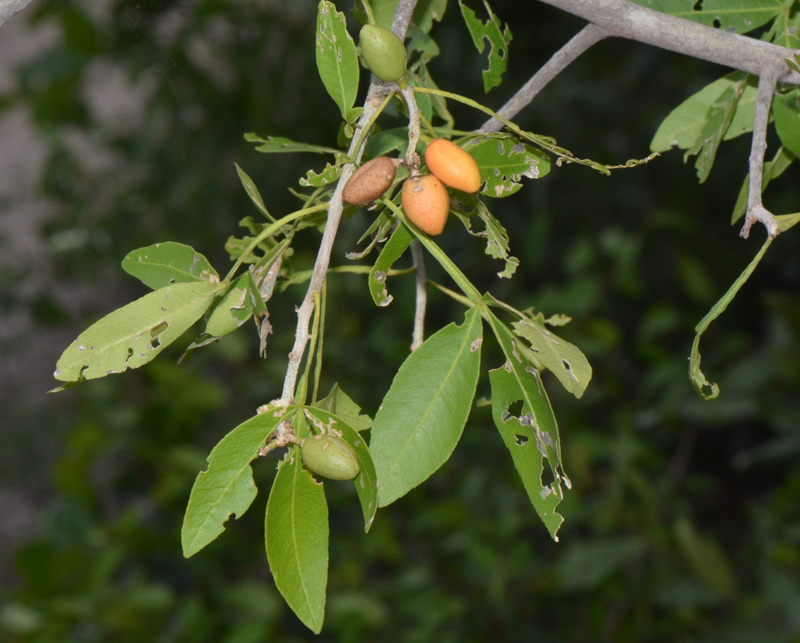 Vepris carringtoniana