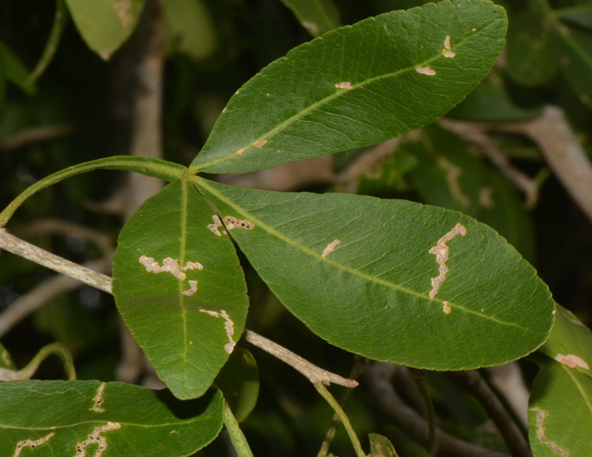 Vepris carringtoniana
