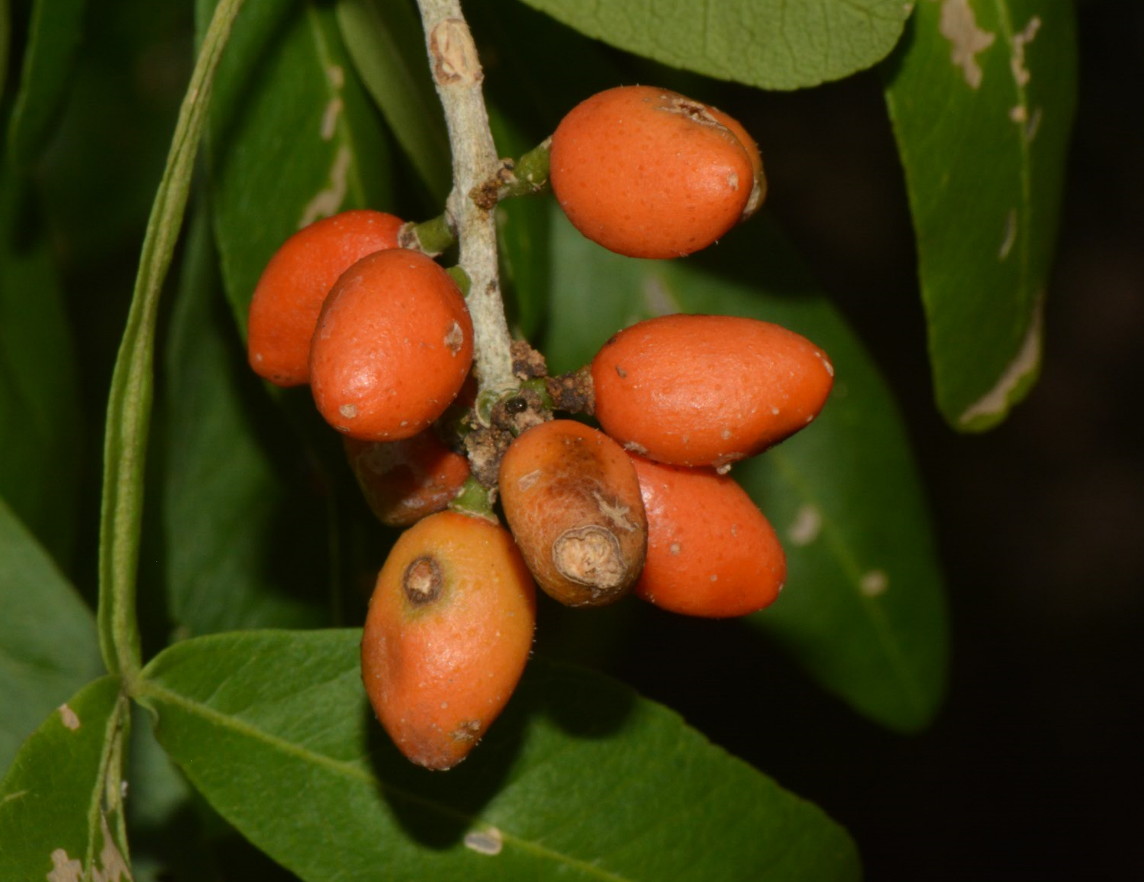 Vepris carringtoniana