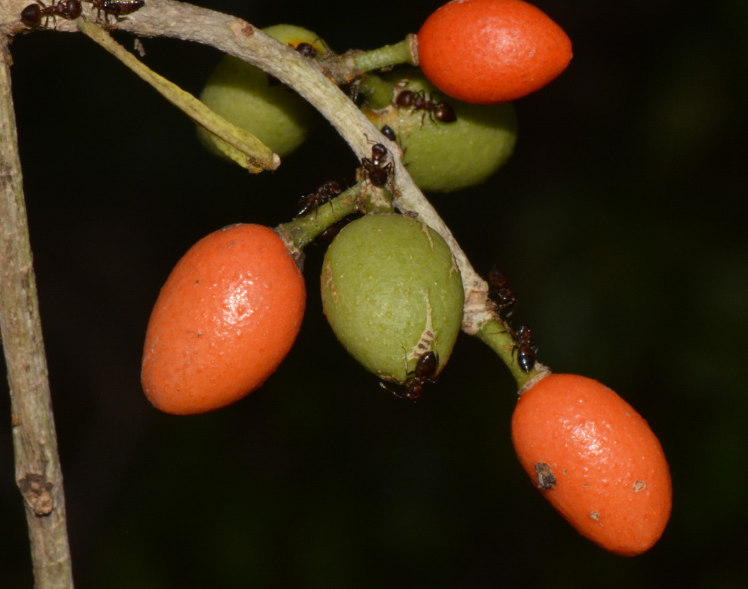 Vepris carringtoniana
