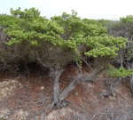 Suriana maritima