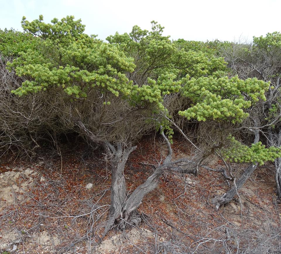 Suriana maritima