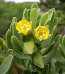 Suriana maritima