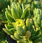 Suriana maritima
