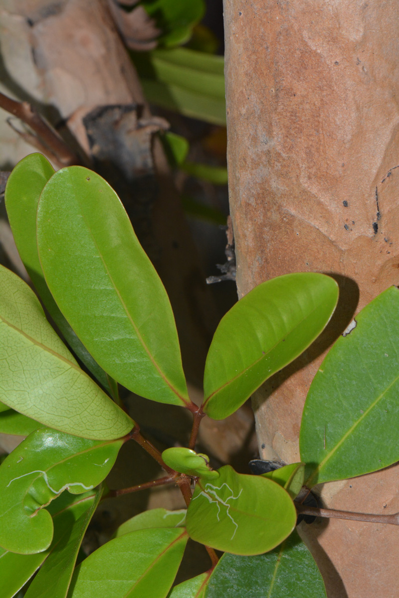 Xylocarpus granatum