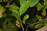 Xylocarpus granatum