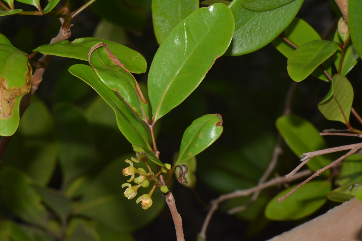 Xylocarpus granatum