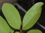 Xylocarpus granatum
