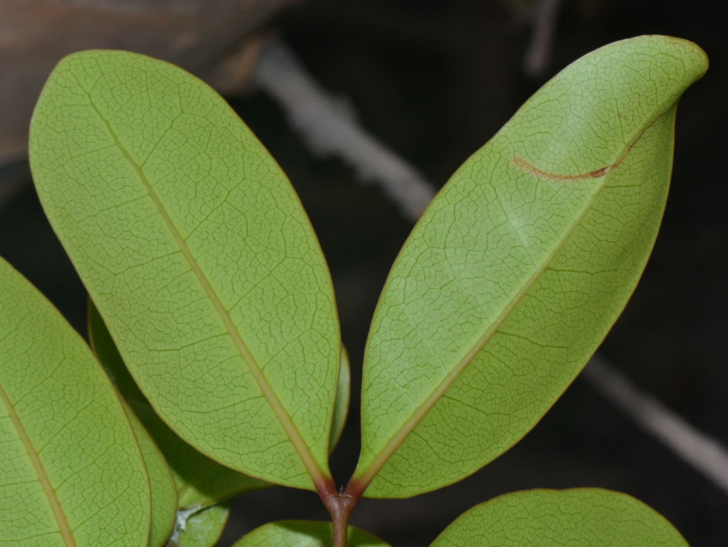 Xylocarpus granatum