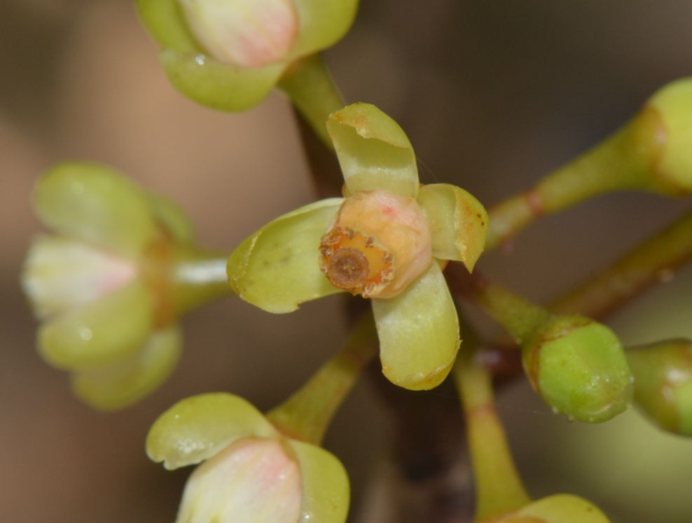 Xylocarpus granatum