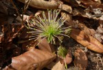 Ritchiea pygmaea