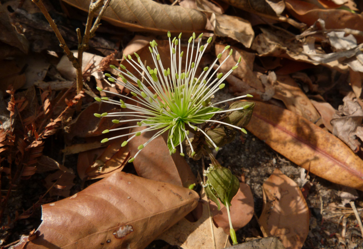 Ritchiea pygmaea