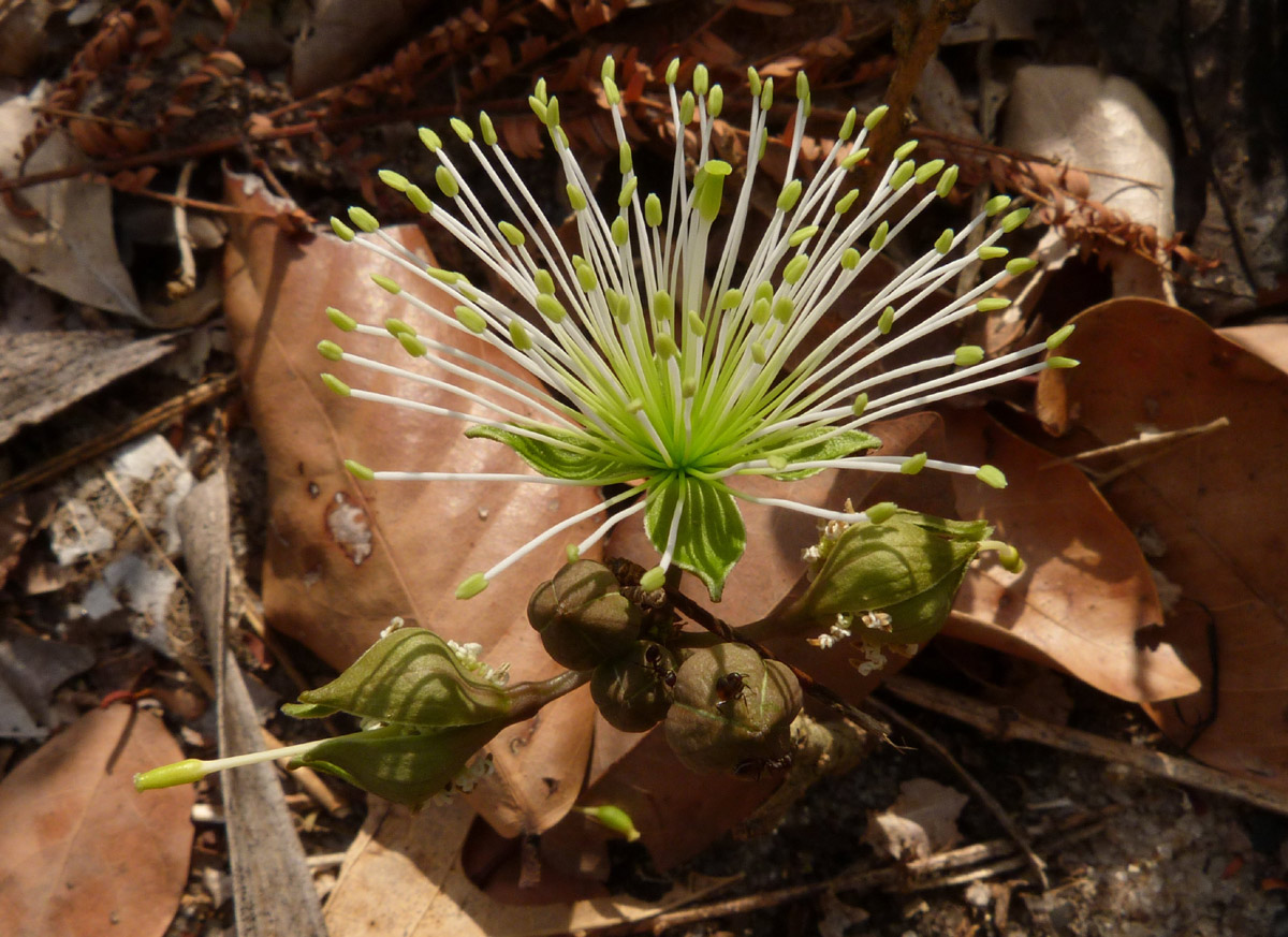 Ritchiea pygmaea