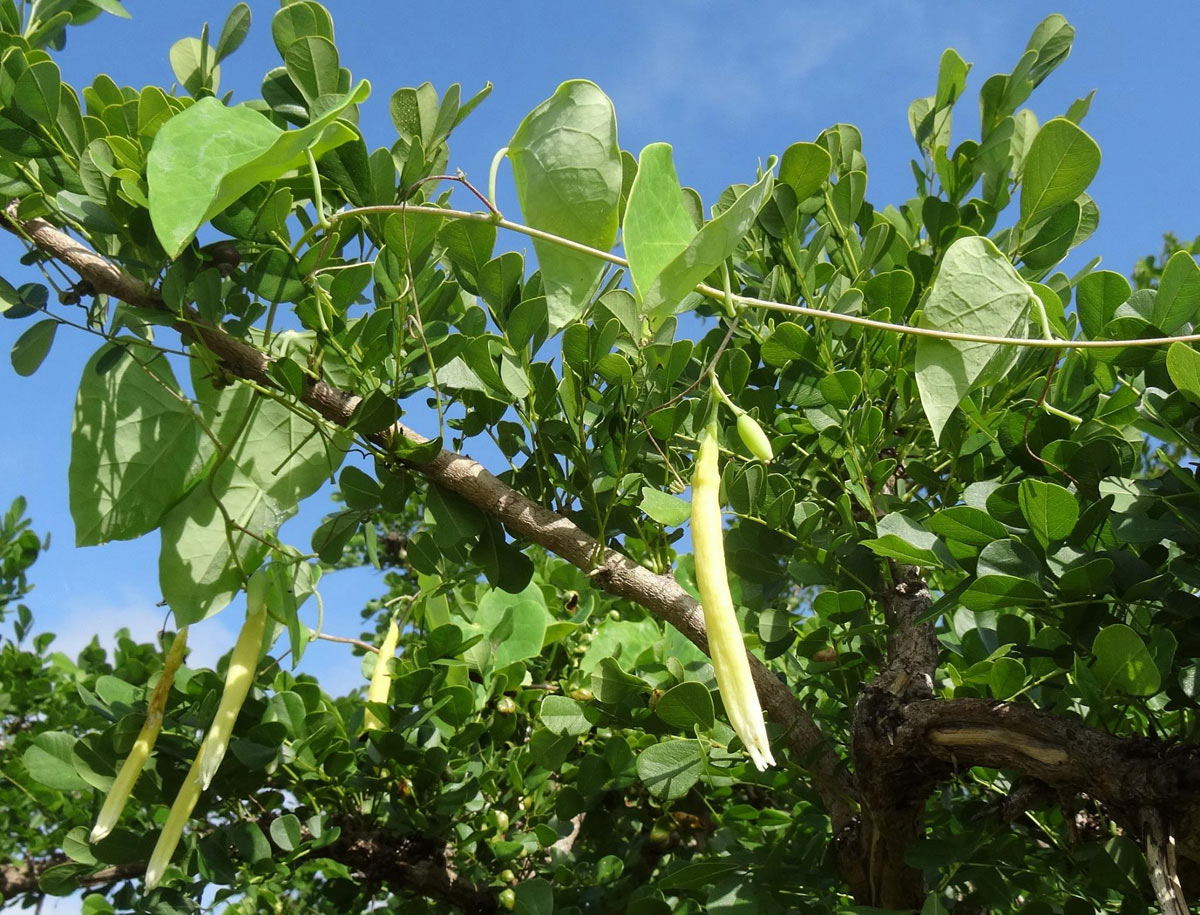 Adenia dolichosiphon