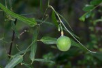Adenia stenodactyla