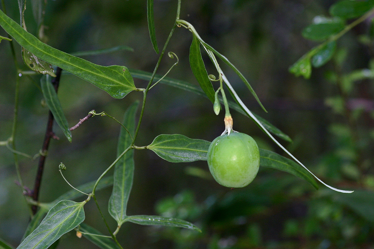 Adenia stenodactyla