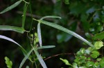Adenia stenodactyla