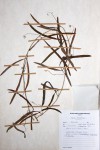Adenia stenodactyla