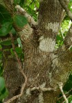 Dobera loranthifolia