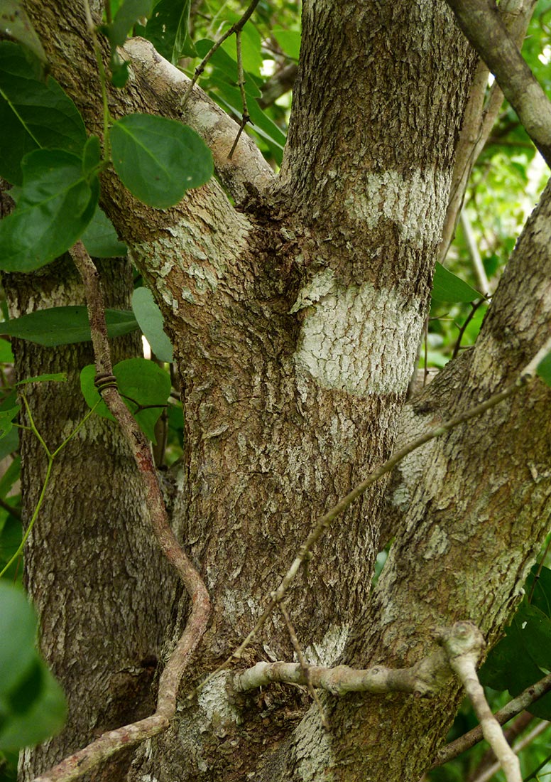 Dobera loranthifolia