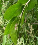 Dobera loranthifolia