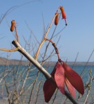 Hildegardia migeodii