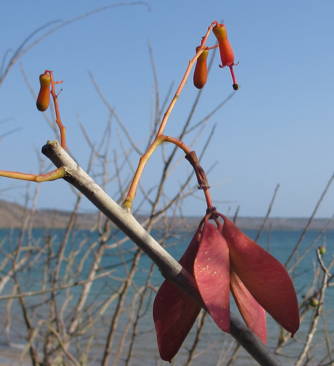 Hildegardia migeodii