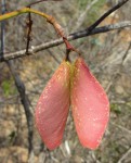 Hildegardia migeodii