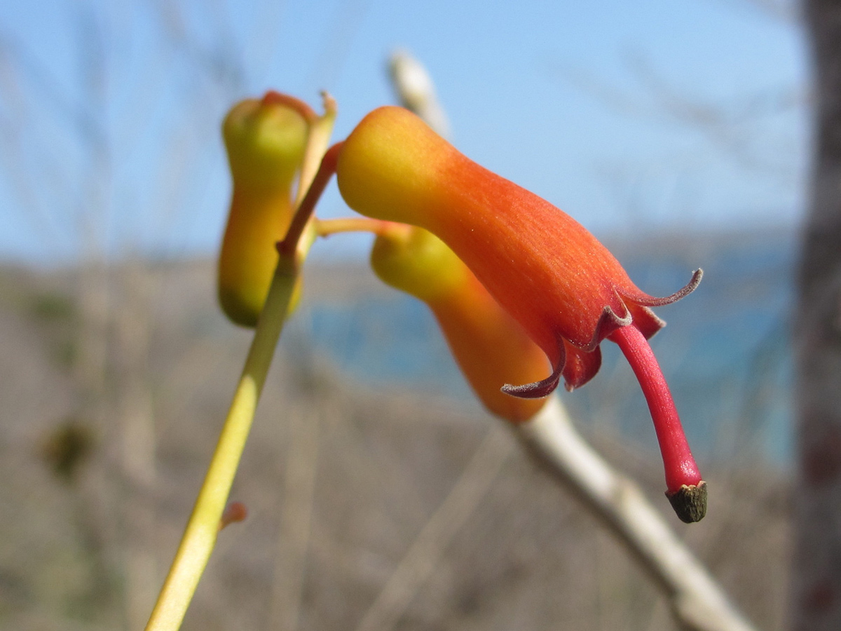 Hildegardia migeodii