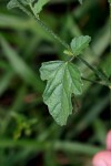 Hibiscus migeodii
