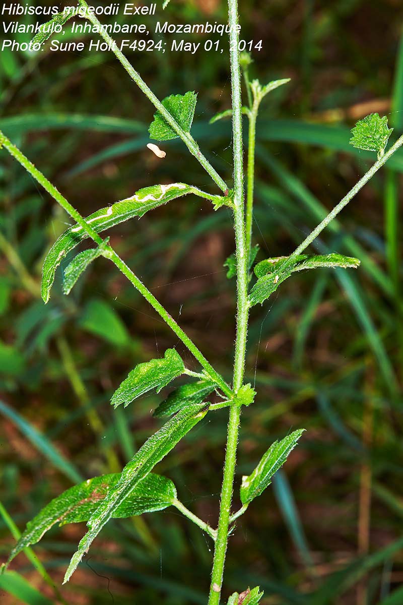 Hibiscus migeodii