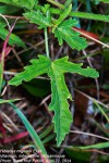 Hibiscus migeodii